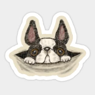 French bulldog peeking out of a hole Sticker